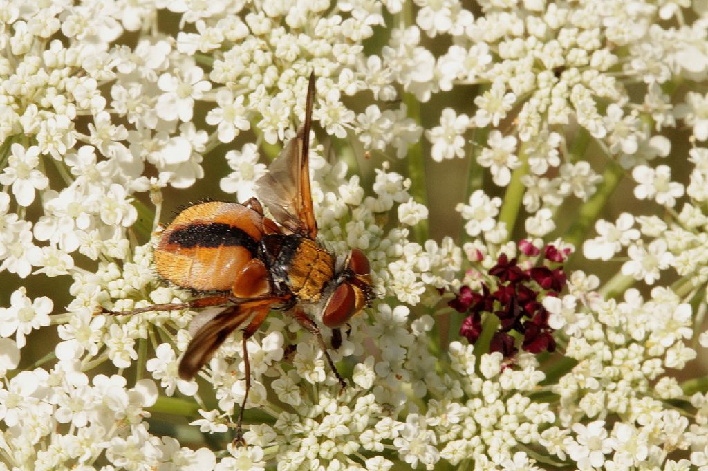 Ectophasia crassipennis?